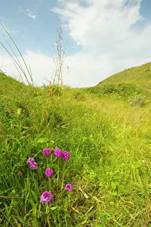 Anacamptis: Pyramidal Orchid