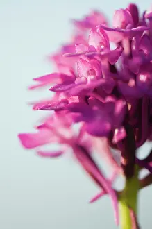 Anacamptis: Pyramidal Orchid