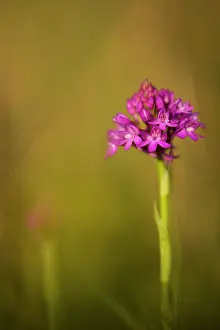 Anacamptis: Pyramidal Orchid