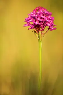 Anacamptis: Pyramidal Orchid