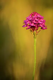 Anacamptis: Pyramidal Orchid