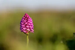 Grow: Pyramidal Orchid - Flower - UK