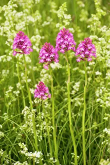 Anacamptis: Pyramidal Orchid - in flowery meadow