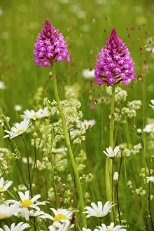 Anacamptis: Pyramidal Orchid - in flowery meadow