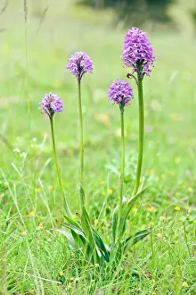 Anacamptis: Pyramidal Orchid - Group of four