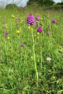 Downland: Pyramidal Orchid - growing on chalk downland