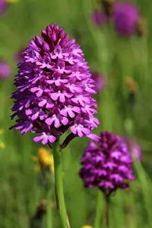 Downland: Pyramidal Orchid - growing on chalk downland