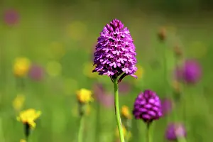 Downland: Pyramidal Orchid - growing on chalk downland