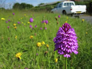 Trucks: Pyramidal Orchid - growing on chalk downland