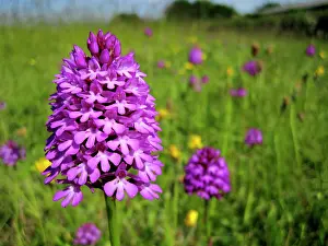 Downland: Pyramidal Orchid - growing on chalk downland