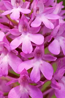 Anacamptis: Pyramidal orchid - detail of the inflorescence