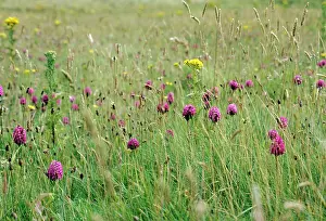 Anacamptis: PYRAMIDAL ORCHIDS
