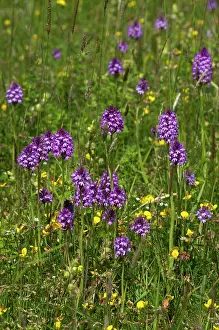 Anacamptis: Pyramidal Orchids - large group in meadow