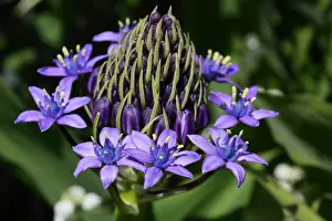 Hyacinth: Pyramidal shaped blue flowers of Portuguese squill