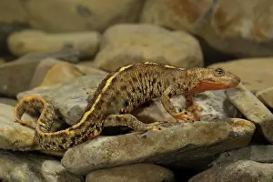 Salamander: Pyrenean brook salamander (Calotriton asper) in