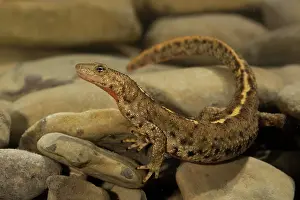 Salamander: Pyrenean brook salamander (Calotriton asper) in