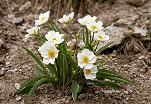 Buttercups: Pyrenean Buttercup