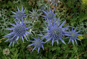 Bob Gibbons: Pyrenean Eryngo, Eryngium bourgatii, in flower i