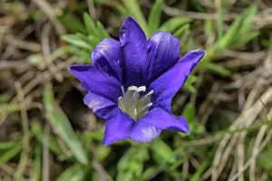 Bob Gibbons: Pyrenean Gentian, Gentiana pyrenaica, in flower