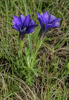 Bob Gibbons: Pyrenean Gentian, Gentiana pyrenaica, in flower