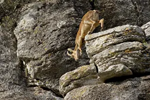 Step: Pyrenean Ibex (Capra pyrenaica) young male step