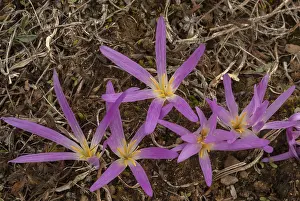 Pyrenean: Pyrenean Merendera, Colchicum montanum, in flower