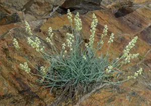 Bob Gibbons: Pyrenean Mignonette, Reseda glauca, in flower on