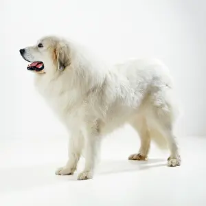 Pyrenean: Pyrenean Mountain Dog