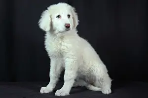 Seat: Pyrenean mountain dog on black background