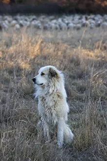 Unsharp: Pyrenean mountain dog and flock of sheep France