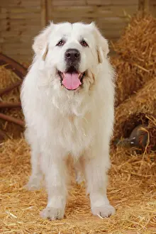 Pyrenean: Pyrenean mountain dog, male, 9 year old dog standing