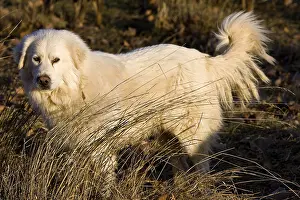 Molossoid: Pyrenean Mountain Dog in a meadow in winter Provence France