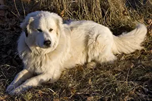 Molossoid: Pyrenean Mountain Dog in a meadow in winter Provence France