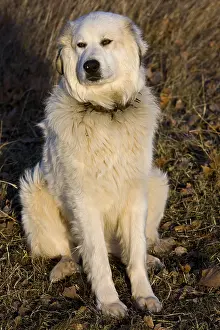 Molossoid: Pyrenean Mountain Dog in a meadow in winter Provence France