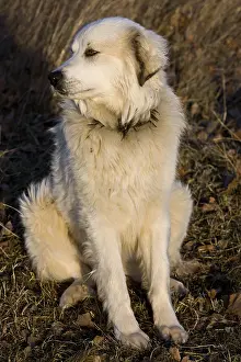 Molossoid: Pyrenean Mountain Dog in a meadow in winter Provence France