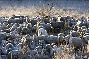 Molossoid: Pyrenean mountain dog in the middle of Sheep France