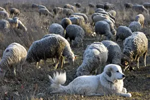 Ruminating: Pyrenean Mountain Dog and Sheep Merinos d'Arles Provence
