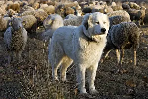 Molossoid: Pyrenean Mountain Dog and Sheep Merinos d'Arles Provence