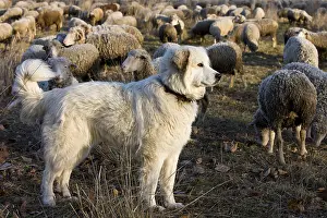 Molossoid: Pyrenean Mountain Dog and Sheep Merinos d'Arles Provence