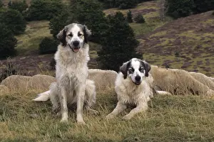 Molossoid: Pyrenean Mountains dogs guarding a herd Ardeche