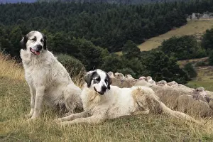 Molossoid: Pyrenean Mountains dogs guarding a herd Ardeche