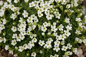 Jasmine: Pyrenean rock-jasmine