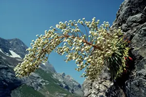 Saxifrage: Pyrenean Saxifrage - endemic