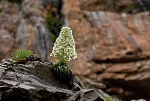 Ordesa: Pyrenean Saxifrage - on limestone cliffs, Ordesa