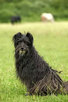 Scruffy: Pyrenean Sheepdog