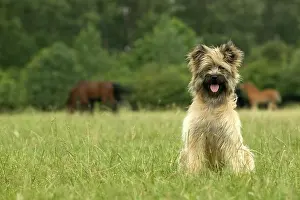 Scruffy: Pyrenean Sheepdog