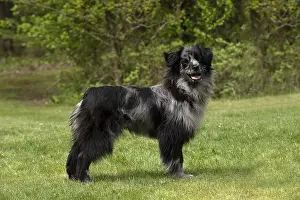 Pyrenean: Pyrenean Sheepdog