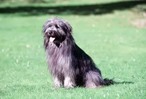 Temperature: PYRENEAN SHEEPDOG - sitting