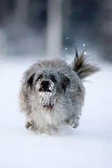 Berger: Pyrenean Shepherd dog, Berger des Pyrenees, running