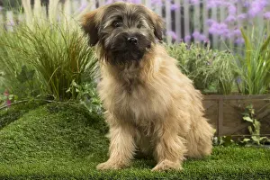090517: Pyrenean Shepherd Dog (Berger des Pyrenees) puppy